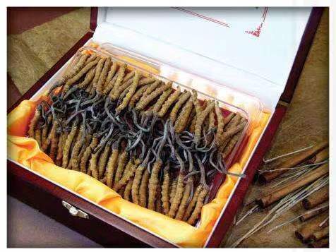 友好冬虫夏草回收